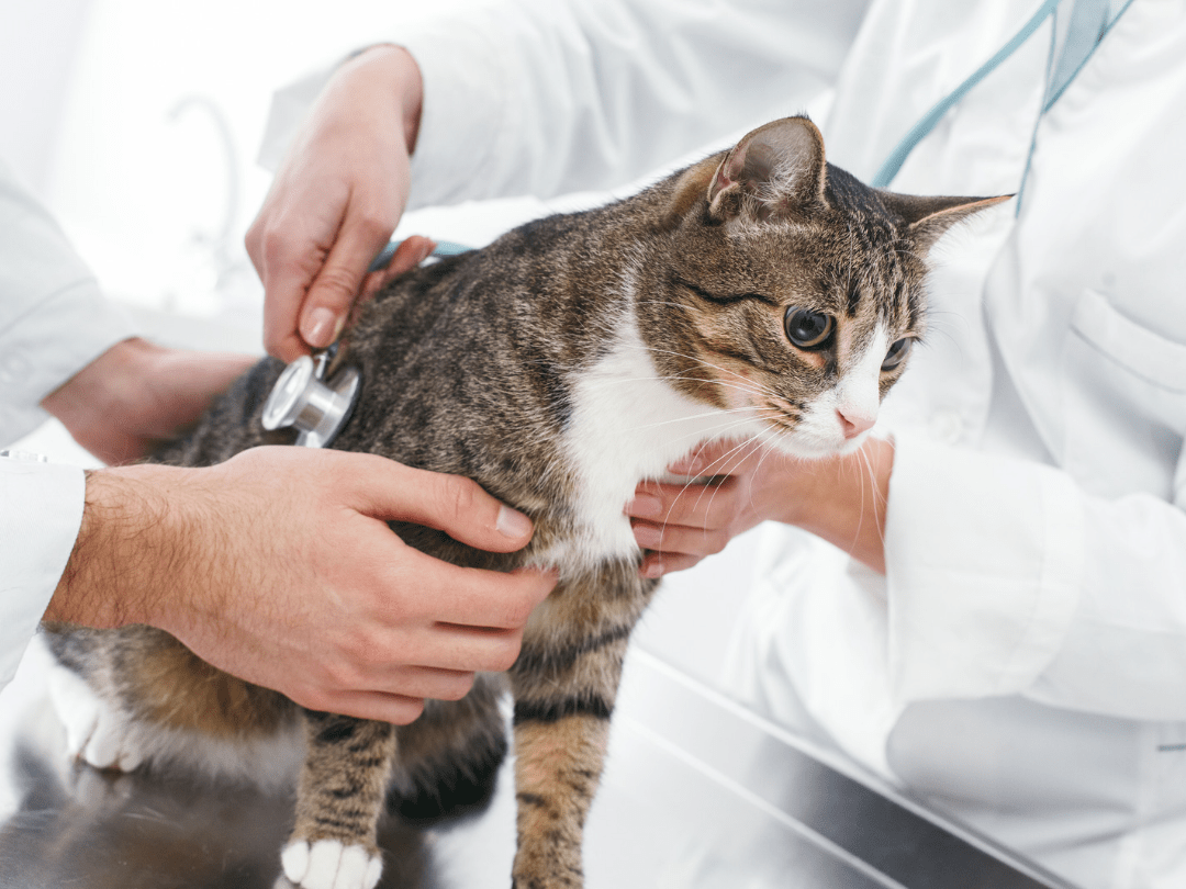 Katenversicherung katzenversic herung